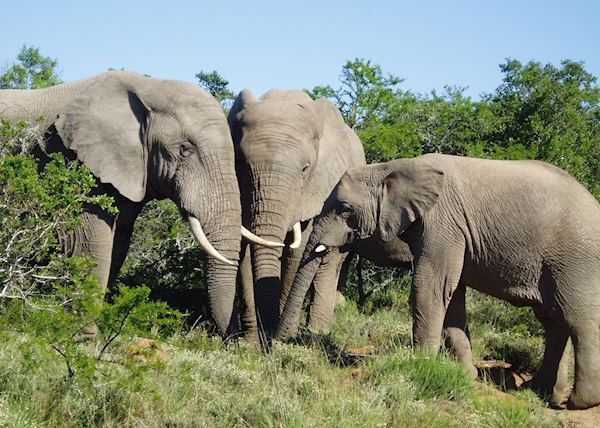 Visit Addo Elephant National Park, South Africa | Audley Travel UK