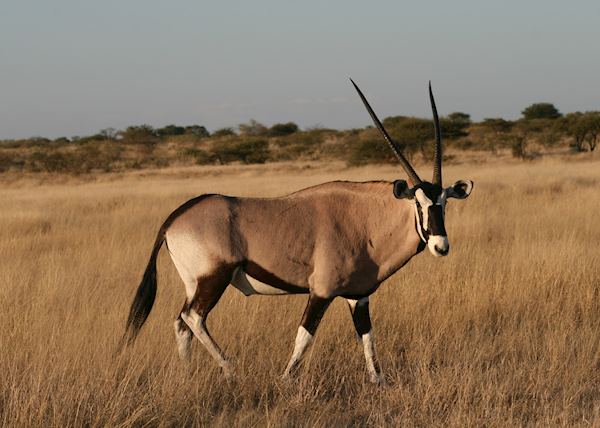 Visit Central Kalahari, Botswana 