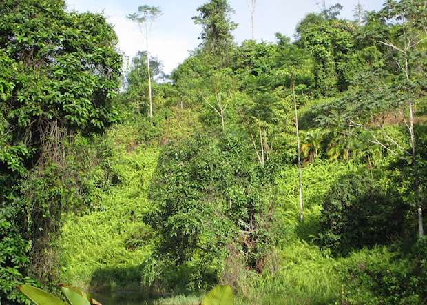 Visit Puerto Viejo de Sarapiqui, Costa Rica | Audley Travel UK