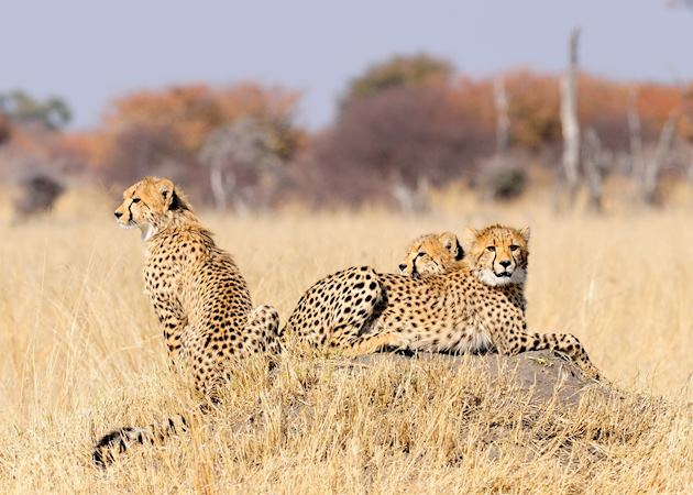 Cheetah Cubs in the Hwange National Park