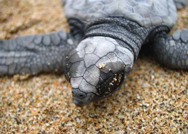 Young turtle Young turtle
