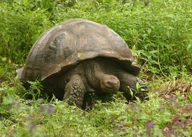 Best Time To Visit The Galapagos Islands 