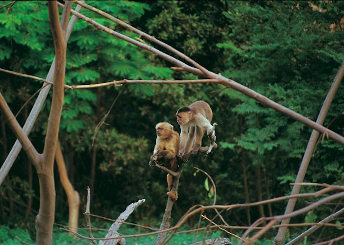 Monkeys, Amazon Monkeys, Amazon