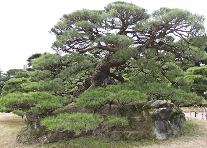 Ancient Pine Tree in Ritsurin Park, Takamatsu Ancient Pine Tree in Ritsurin Park, Takamatsu