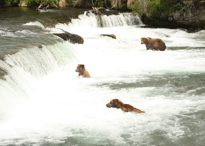 Salmon fishing at Brooks Falls Salmon fishing at Brooks Falls
