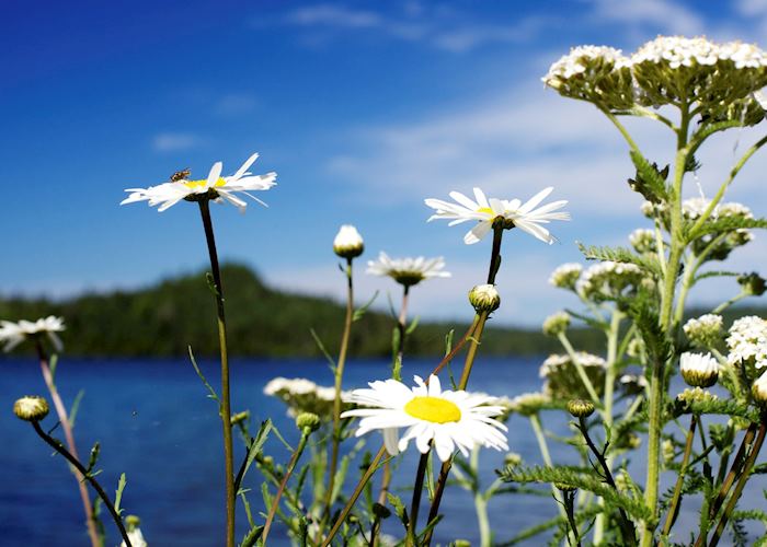 Isle Royale