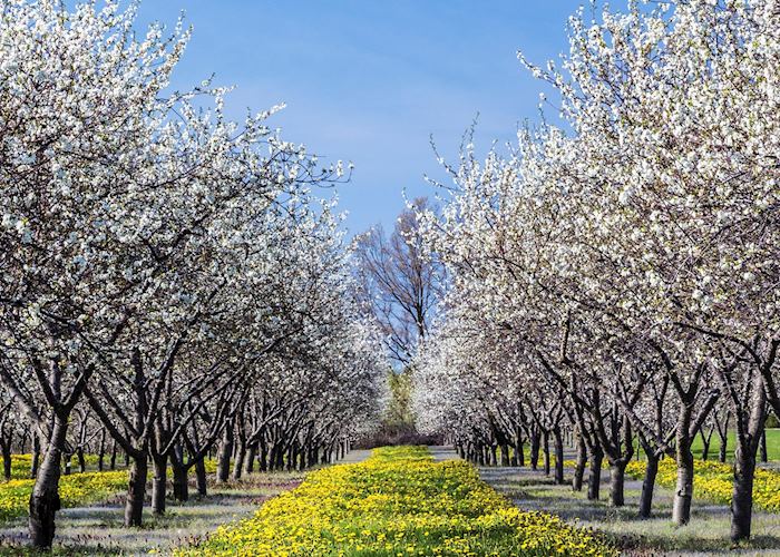 Cherry blossom outside Traverse City