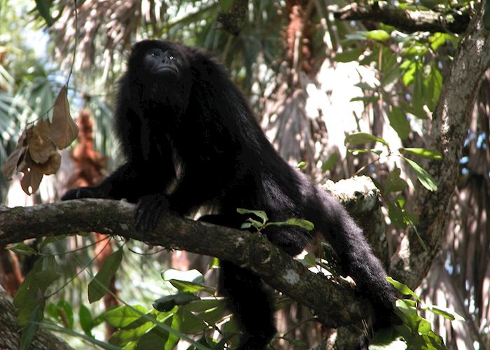 Howler Monkey, Belize