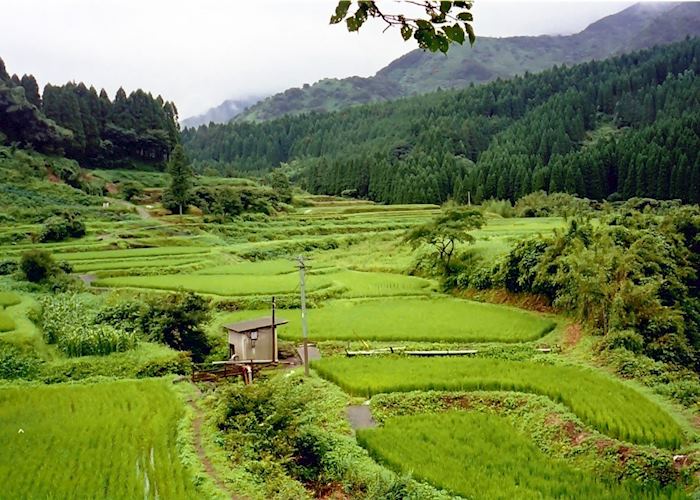 Rice paddies in the caldera of South Aso Rice paddies in the caldera of South Aso