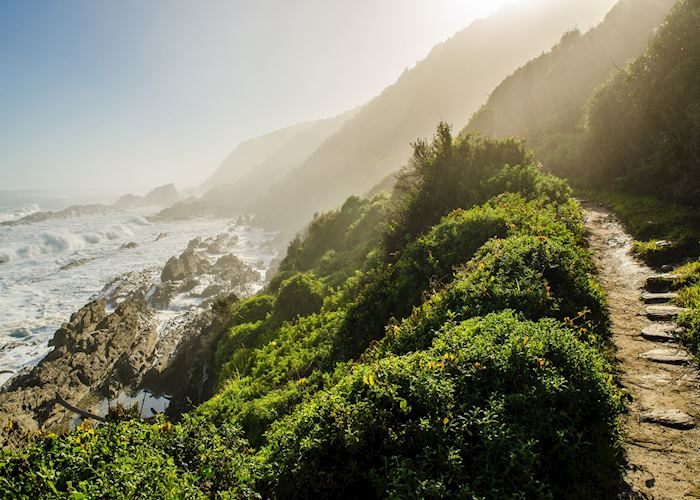 The Tsitsikamma Forest, South Africa