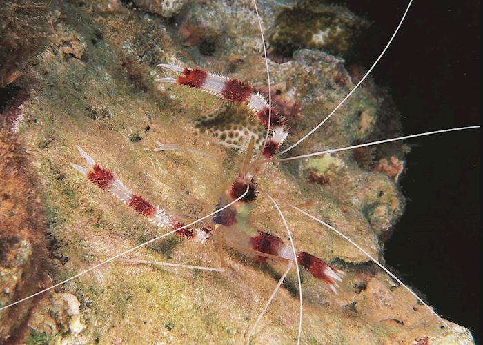 Shrimp, Manihi Shrimp, Manihi