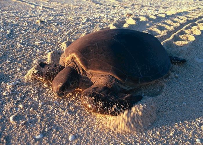 Turtle, Wilson Island