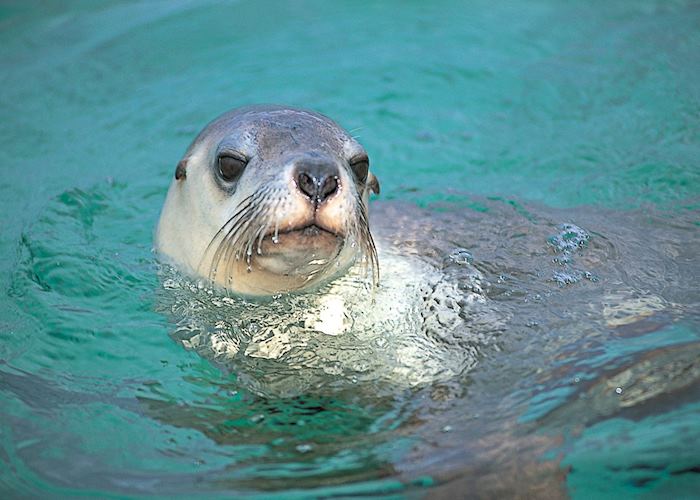 Sealion at Baird Bay, Eyre Peninsula