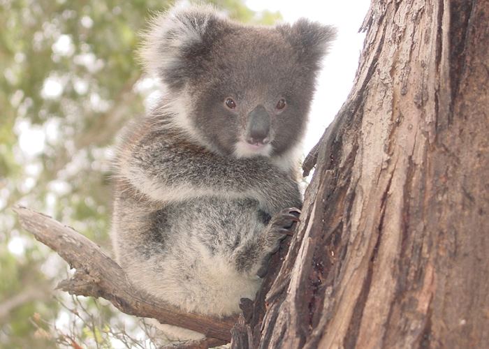 Baby Koala, Kangaroo Island, South Australia