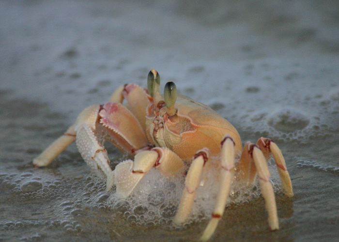 Ghost crab
