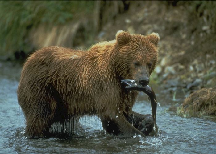 Grizzly bear with salmon