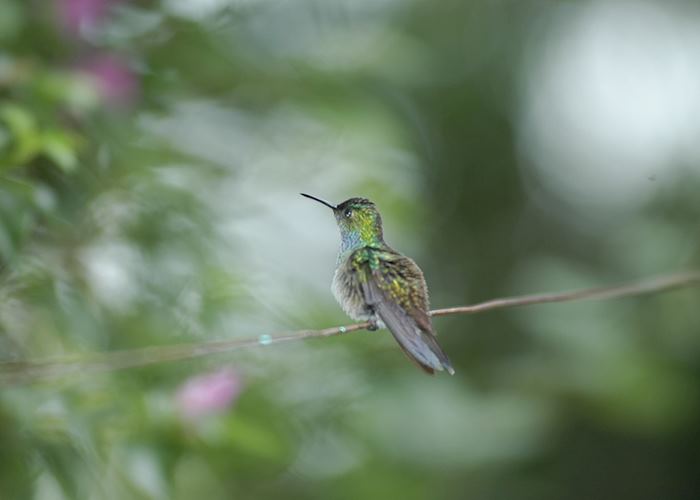 Hummingbird, Costa Rica