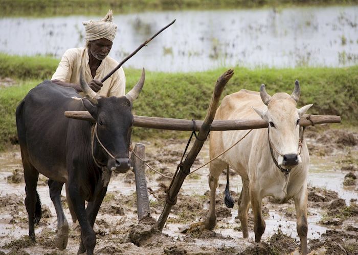 Working the fields, Chettinad, India