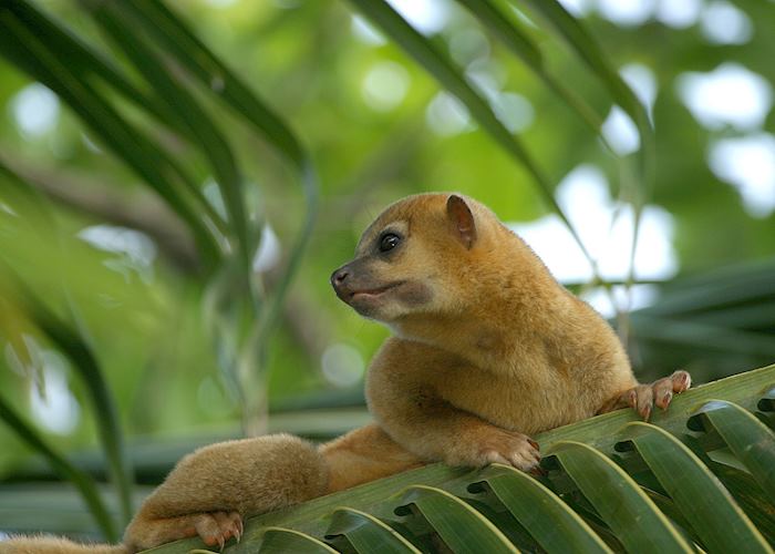 Honey bear, Belize