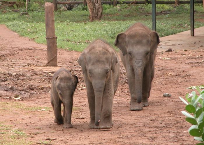 Uda Walawe Elephant Transit Centre