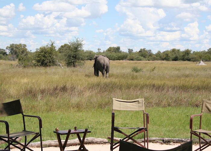 Elephant at Motswiri Lodge, Ghanzi & The Kanana Wilderness