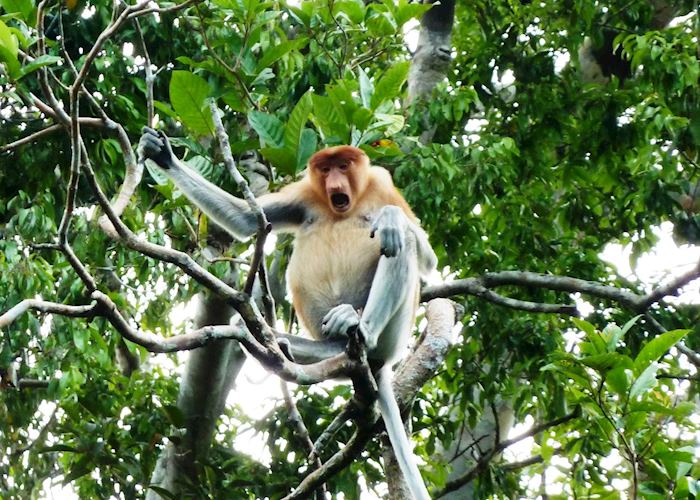Proboscis monkey, Malaysian Borneo Proboscis monkey, Malaysian Borneo
