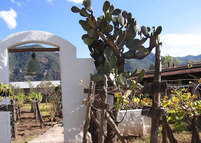 Hotel Mision vineyard, Cerocahui