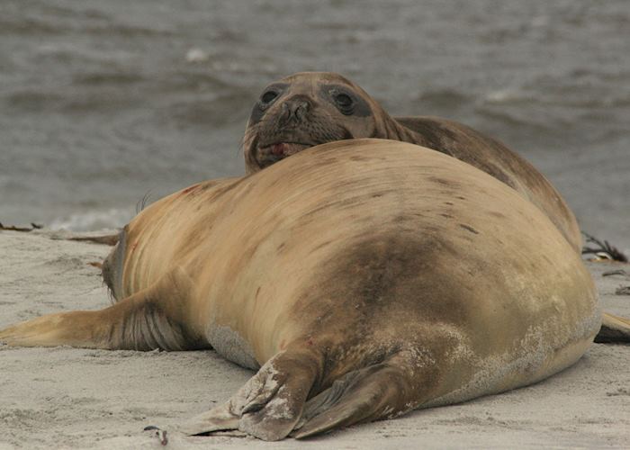Female Elephant Seals, Sea Lion Island, The Falkland Islands