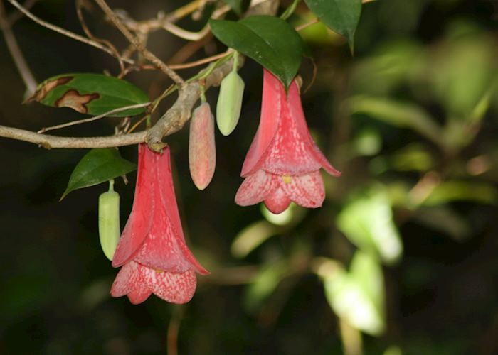 A copihue, the national flower of Chile