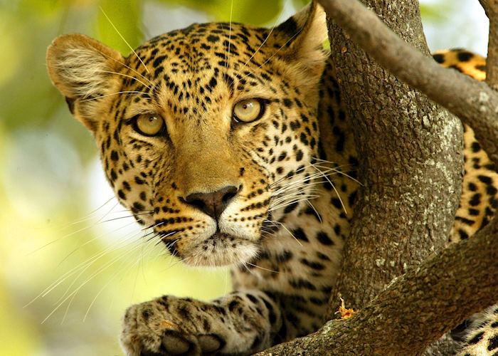 Leopard