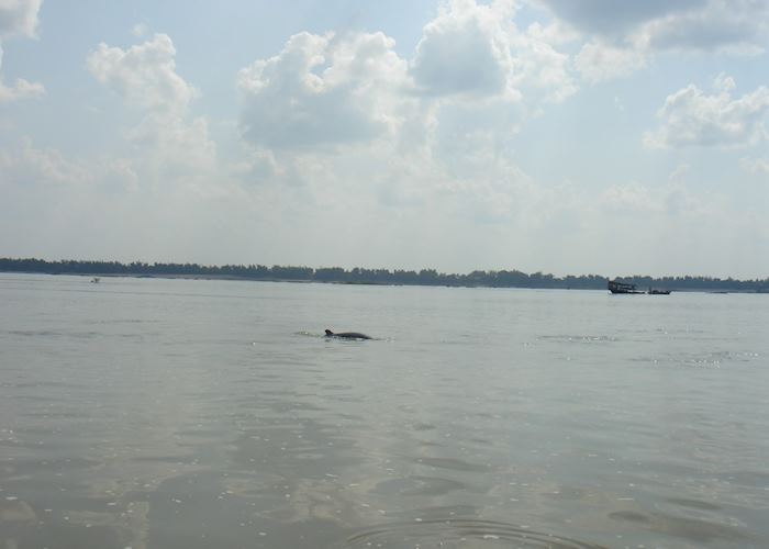 Irawaddy dolphin, Kratie