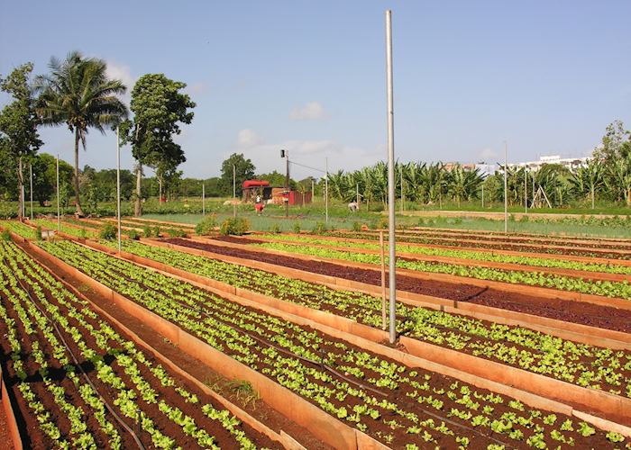 Organoponico, Havana