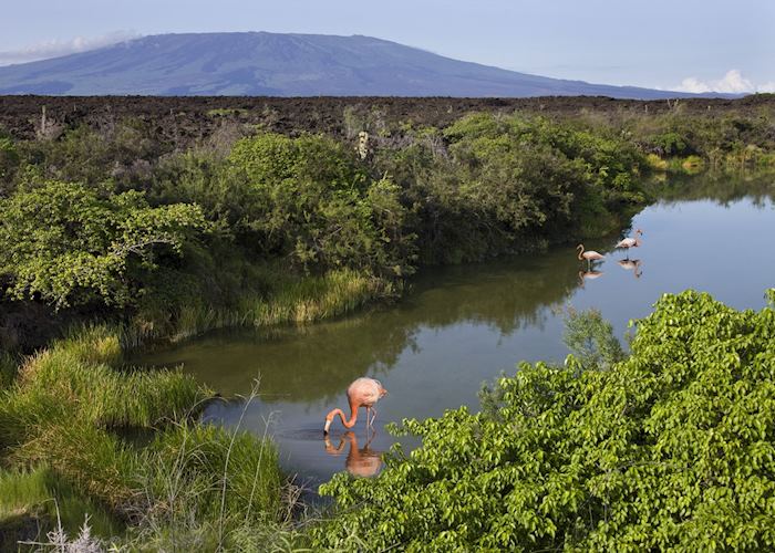 Flamingoes on Isabela island