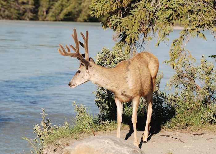 White tailed deer buck