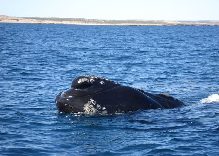Southern Right Whale, Peninsula Valdes, Argentina