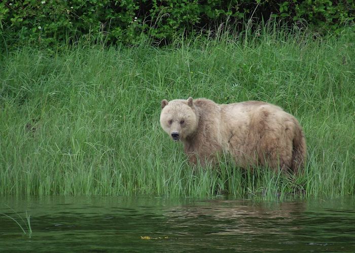Grizzly Bear at Knight Inlet Lodge