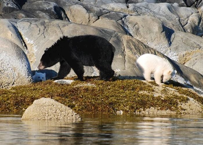 Spirit bears with their black bear mother on Princess Royal Island