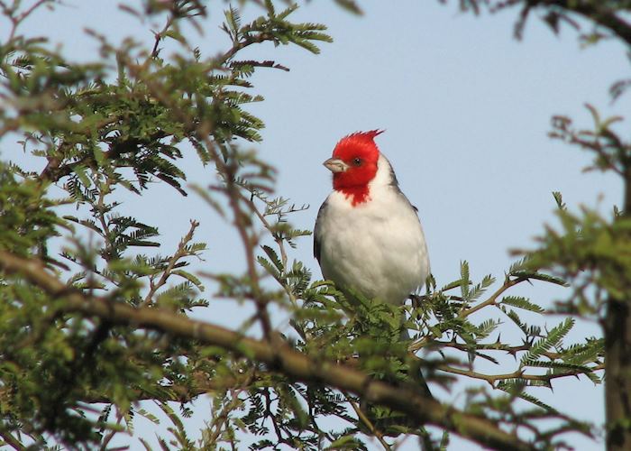 Ibera Wetlands, Argentina