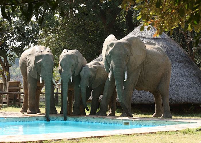 Elephant at the pool at Flatdogs Camp