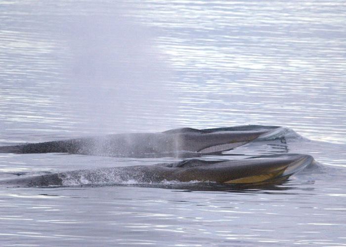 Fin Whales