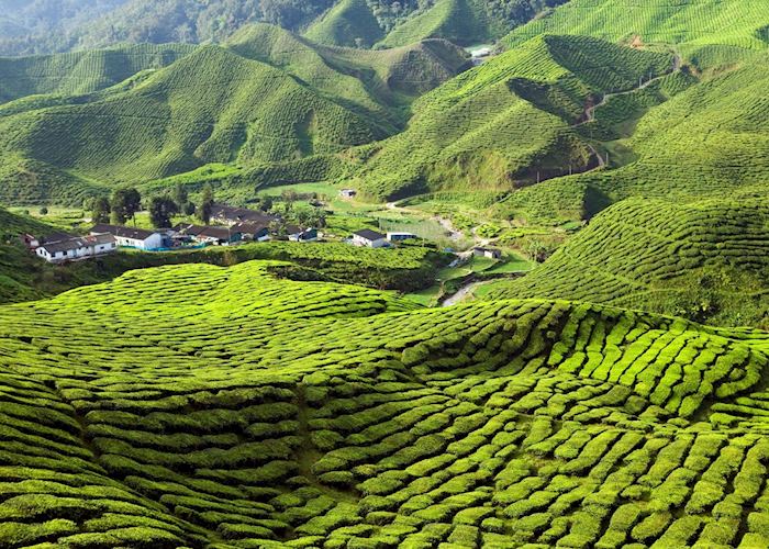 Cameron Highlands, Malaysia