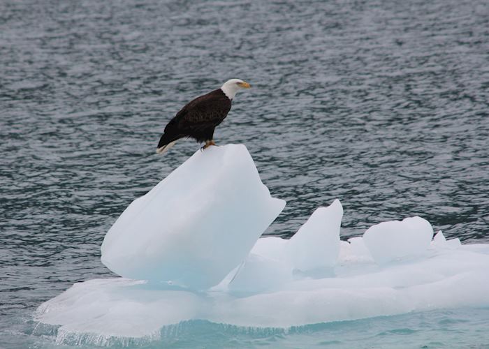 Eagle resting on the ice, Meares Glacier