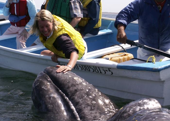 Whale Watching, Baja California, Mexico