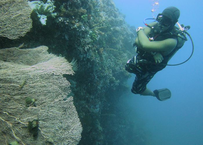 Diver with gorgonian fan coral, Boracay, Philippines
