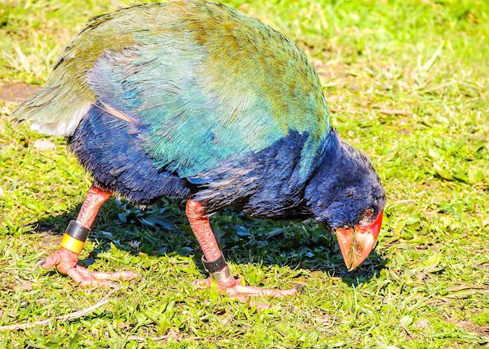 Takahe, Tiritiri Matangi Island