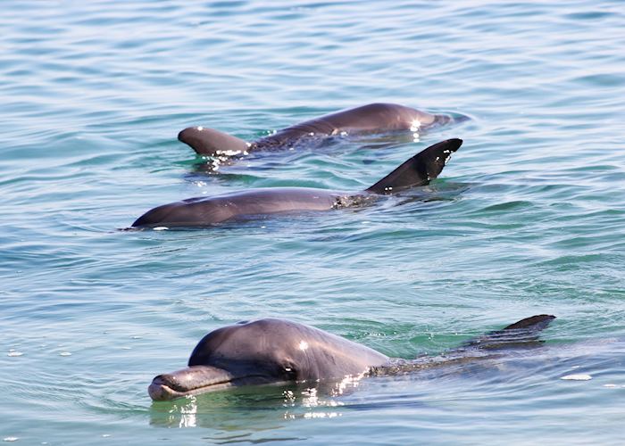 Bottlenose dolphins