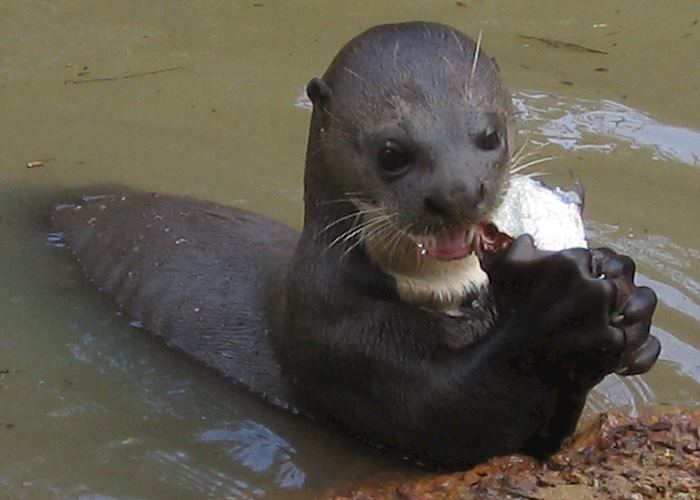 Giant River Otter, Karanambu, Guyana