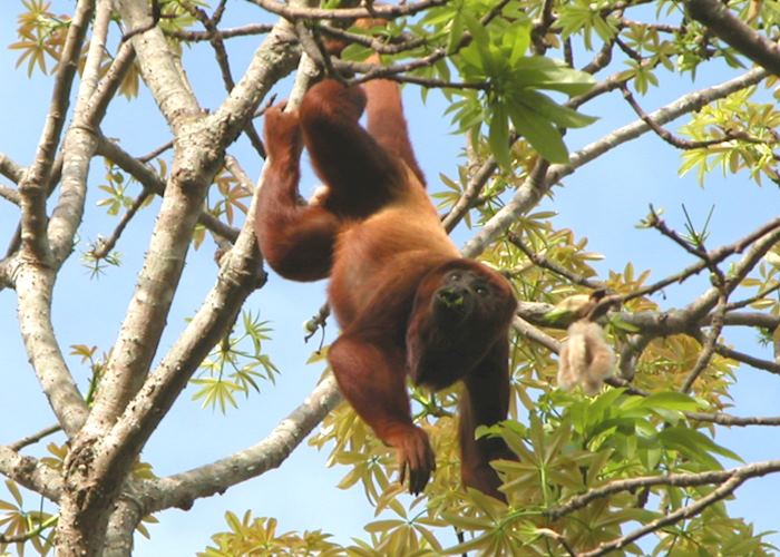 Red Howler Monkey, Los Llanos