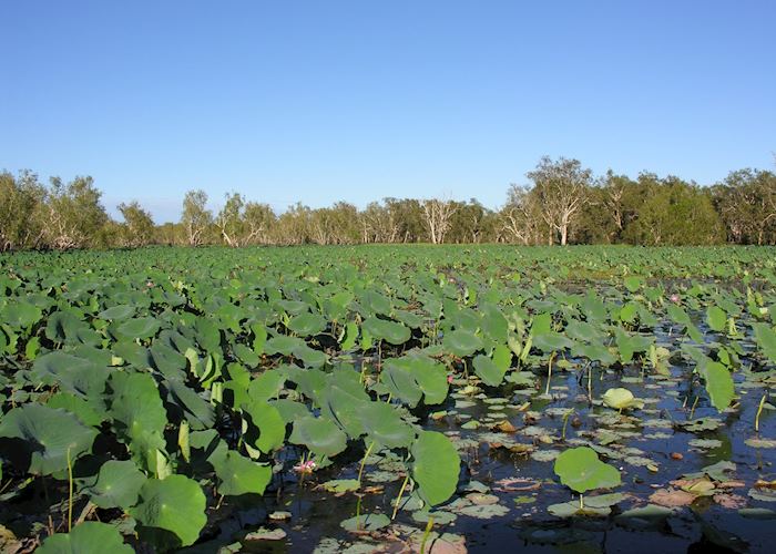 Waterlillies, Yellow Waters