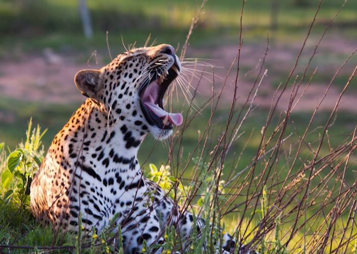 Game Viewing in Thornybush